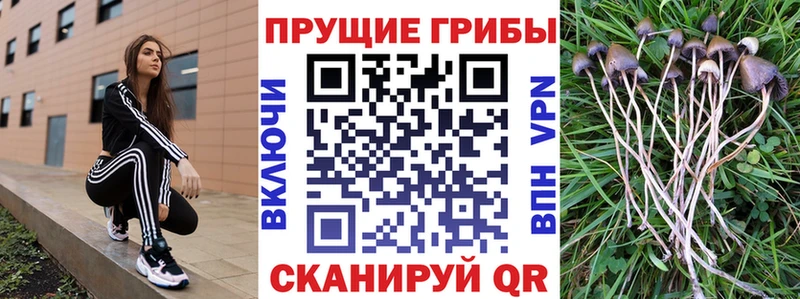 Псилоцибиновые грибы Magic Shrooms  мега зеркало  Выборг 